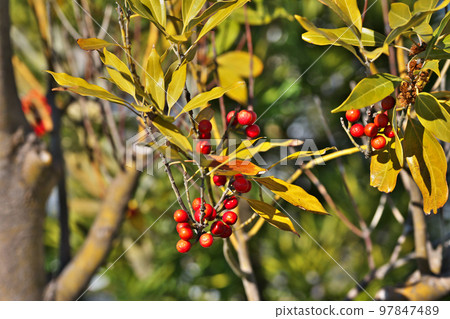 Red shirodamo fruit (winter, January) 97847489