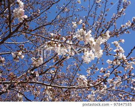 Cherry Blossoms	 97847585