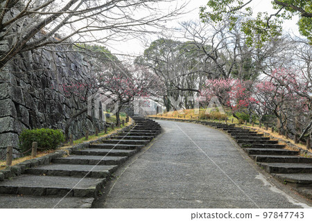 Maizuru Park的梅花 97847743