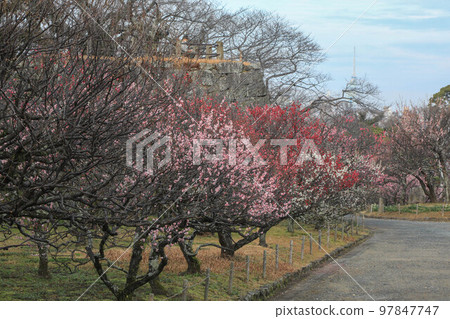 Maizuru Park的梅花 97847747