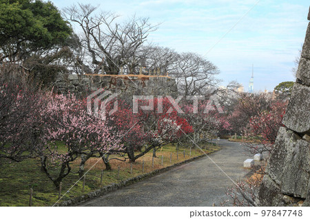 Maizuru Park的梅花 97847748