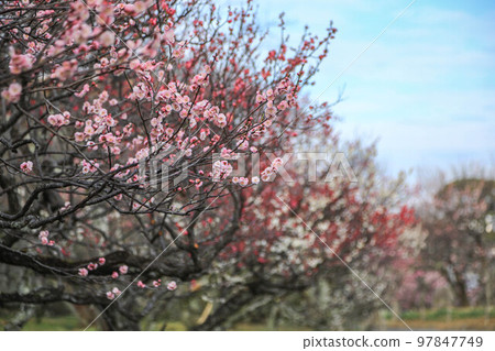 Maizuru Park的梅花 97847749