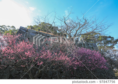 Maizuru Park的梅花 97847756