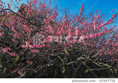 Maizuru Park的梅花 97847758