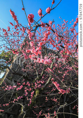 Maizuru Park的梅花 97847759