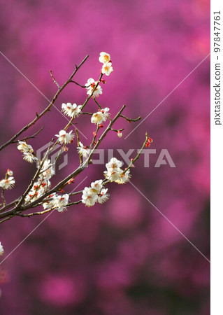 Maizuru Park's plum Maizuru Park's plum 97847761