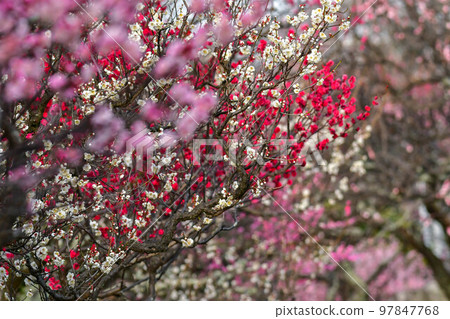 Maizuru Park的梅花 97847768