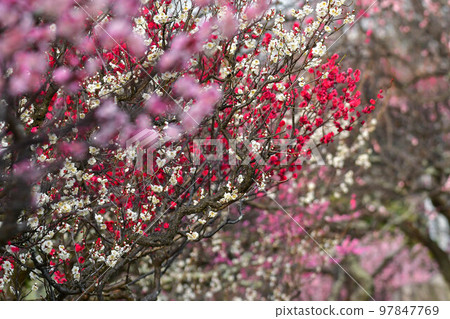 Maizuru Park的梅花 97847769