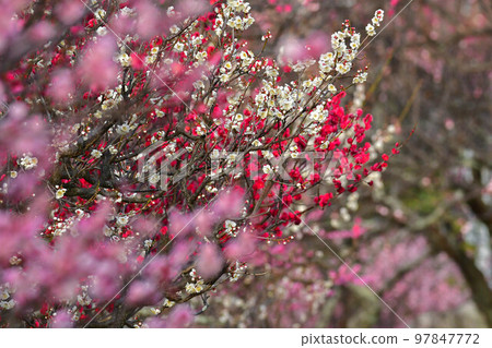 Maizuru Park的梅花 97847772