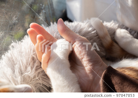 cat and human hands 97847853