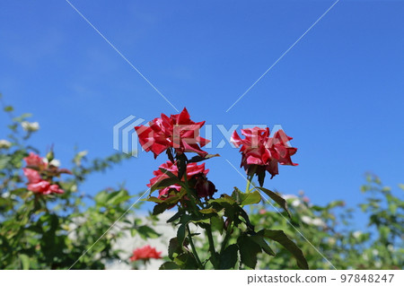 Arao City Ominous Citizen Flower Bed Rose Flower, 97848247