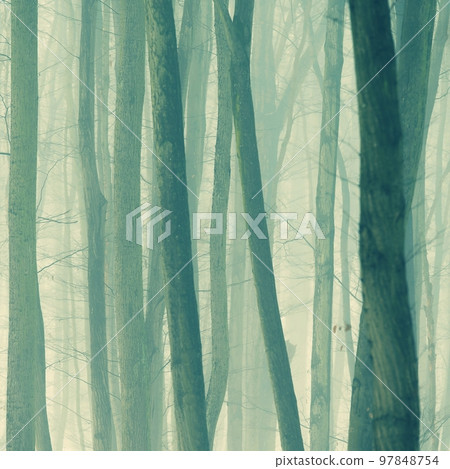 Background with trees in the fog. Nature in winter time with tree trunks. Concept for wood and environment. Background with trees in the fog. Nature in winter time with tree trunks. Concept for wood and environment. 97848754