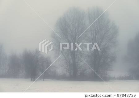 Background with trees in the fog. Nature in winter time with tree trunks. Concept for wood and environment. Background with trees in the fog. Nature in winter time with tree trunks. Concept for wood and environment. 97848759