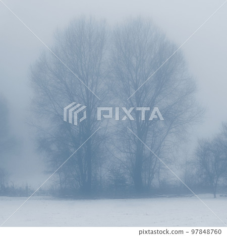 Background with trees in the fog. Nature in winter time with tree trunks. Concept for wood and environment. Background with trees in the fog. Nature in winter time with tree trunks. Concept for wood and environment. 97848760