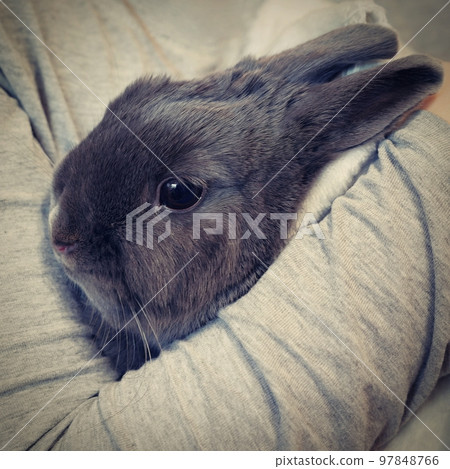 Cute domestic animal - pet. Small gray dwarf rabbit. Cute domestic animal - pet. Small gray dwarf rabbit. 97848766
