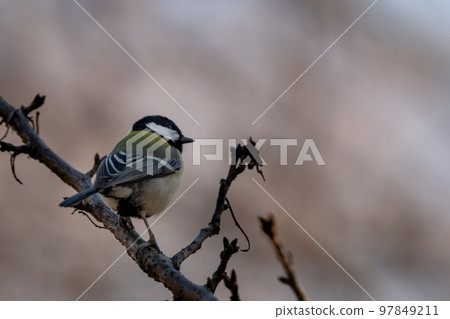 new year tit new year tit 97849211