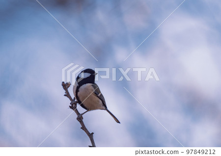 讓我們在背景中被一隻小鳥治愈 97849212