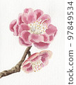 pink double plum blossom 97849534