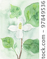 A single flower and leaf of Dokudami 97849536