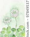 Two clover flowers and leaves 97849537