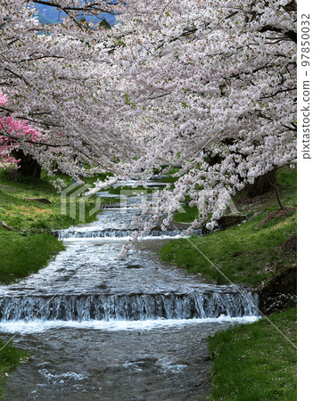 福島縣觀音川沿岸的一排櫻花樹。粉紅色的櫻花盛開,美麗得彷彿覆蓋在河水的流動上。 福島縣觀音川沿岸的一排櫻花樹。粉紅色的櫻花盛開,美麗得彷彿覆蓋在河水的流動上。 97850032