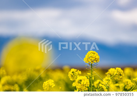 Canola flowers in winter bloom Canola flowers in winter bloom 97850355