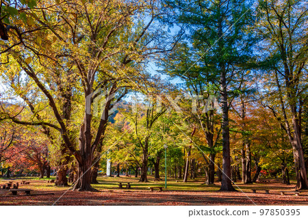 The autumn leaves illuminated by the morning sun and the clear blue sky seen at Maruyama Park in Sapporo City in autumn The autumn leaves illuminated by the morning sun and the clear blue sky seen at Maruyama Park in Sapporo City in autumn 97850395