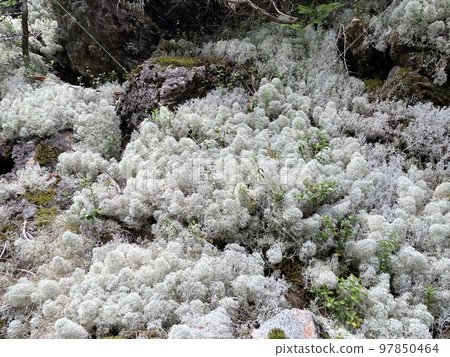 白苔蘚 白苔蘚 97850464