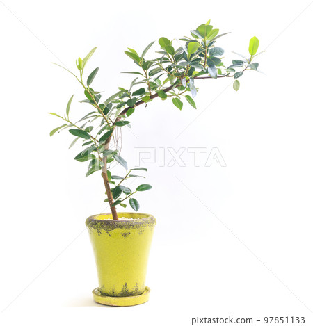 Potted plant of foliage plant, Ficus rubiginosa (French rubber) [white background] 97851133