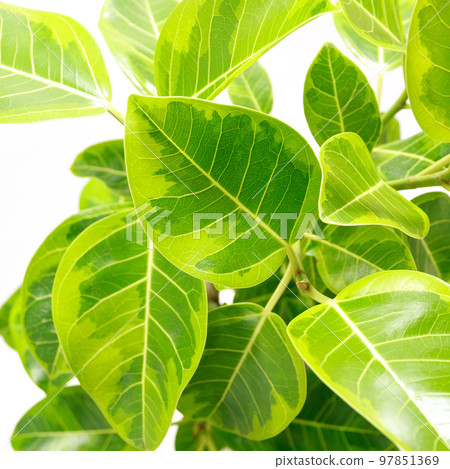 Ornamental plant, Ficus Wildemaniana leaves [white background] 97851369