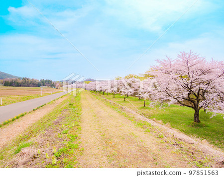 岩手縣雫石町雫石川公園的櫻花樹 岩手縣雫石町雫石川公園的櫻花樹 97851563