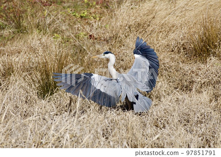 Gray heron heron / Japan 97851791