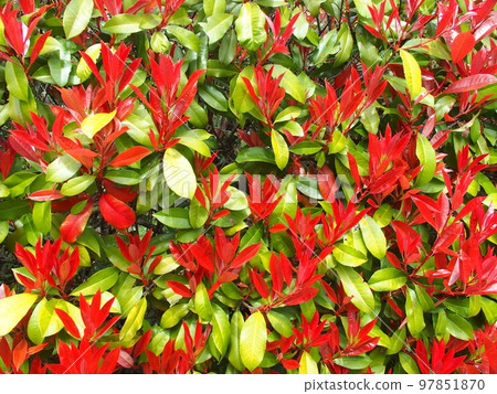 Young leaves of red robin on the hedge in spring Young leaves of red robin on the hedge in spring 97851870