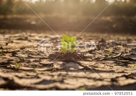 Plant and climate change 97852051