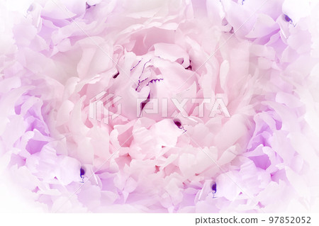 Flower light purple peony. Floral background. Close-up. Nature. Flower light purple peony. Floral background. Close-up. Nature. 97852052