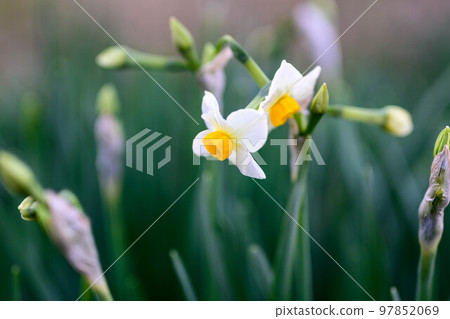 Narcissus Narcissus 97852069