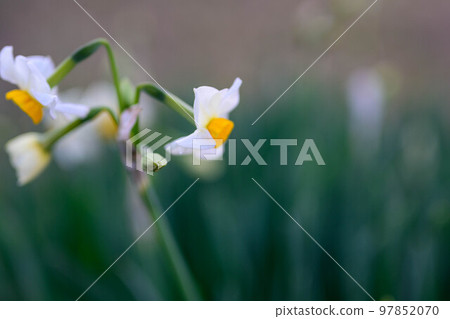Narcissus Narcissus 97852070
