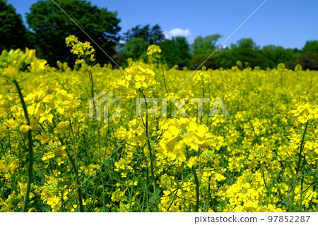 Rape field and blue sky Rape field and blue sky 97852287