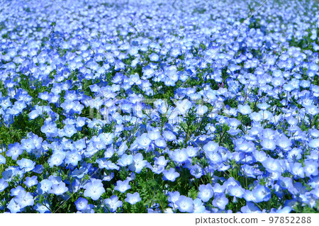 Nemophila carpet 97852288