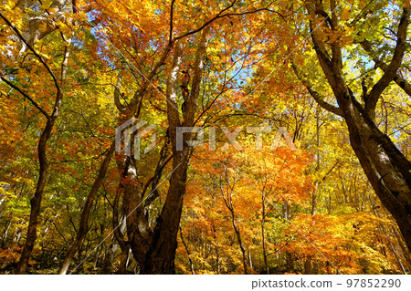 Autumn leaves in the Nakatsugawa Valley, Fukushima Prefecture Autumn leaves in the Nakatsugawa Valley, Fukushima Prefecture 97852290