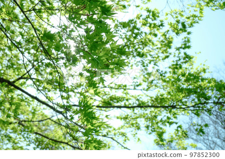 在陽光下閃耀的夏日楓樹 在陽光下閃耀的夏日楓樹 97852300