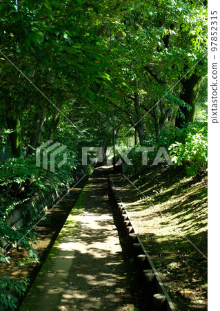 A promenade with sunshine filtering through the trees 97852315