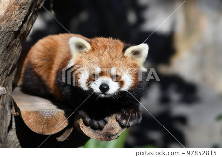 red panda laying down red panda laying down 97852815