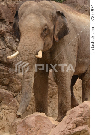 Asian elephant 119 97852974