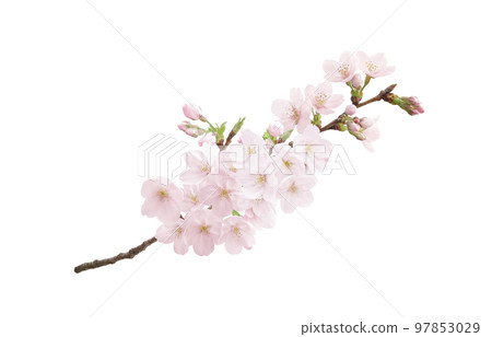櫻花花插畫逼真 櫻花花插畫逼真 97853029