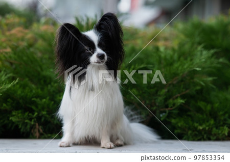 Papilion dog outdoors. Portrait of a black and white continental spaniel. Papilion dog outdoors. Portrait of a black and white continental spaniel. 97853354