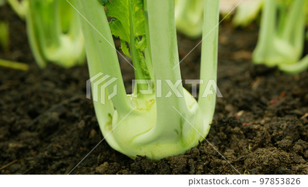 Kohlrabi farm young harvest field bio turnip white tuber detail ripe greenhouse foil farming harvesting root crop German garden organic Brassica oleracea gongylodes fresh vegetable Kohlrabi farm young harvest field bio turnip white tuber detail ripe greenhouse foil farming harvesting root crop German garden organic Brassica oleracea gongylodes fresh vegetable 97853826