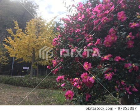 初冬，三浦半島久里濱的銀杏樹旁，秋葉和茶梅盛開 97853887