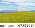 Sunflower field in Biei, Hokkaido in autumn 97853910