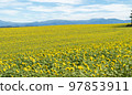 Sunflower field in Biei, Hokkaido in autumn 97853911